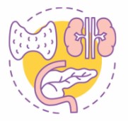 endocrinologia-icono